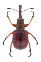 Beetle Tatianaerhynchites aequatus on a white background