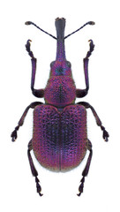 Beetle Rhynchites bacchus on a white background