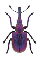 Beetle Rhynchites bacchus on a white background