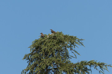 Storni su un albero