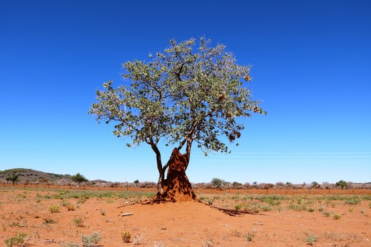 Lonely tree and termite hill in Namibia, Africa
