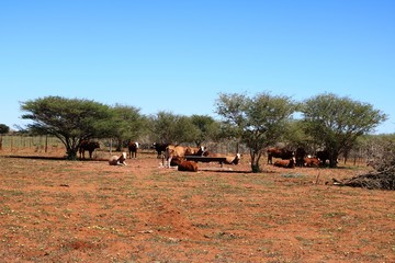 Herd of cows in Namibia, Africa