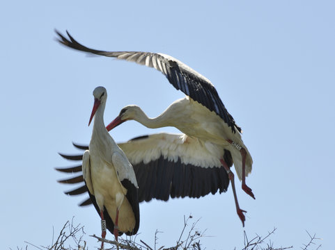Je t'aime moi non plus