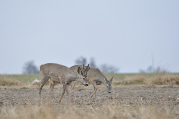 sarna © Wojciech