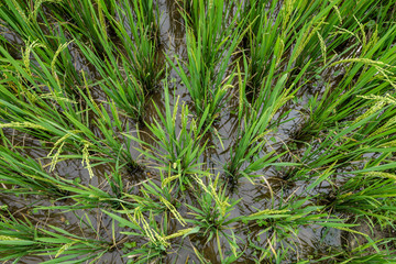 green rice field on top view
