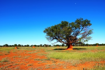 Red termite hills landscape in Namibia, Africa