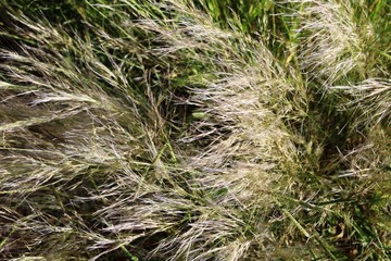 Anthoxanthum aristatum