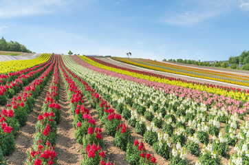 Colorful snapdragons flower field in summer at biei hokkaido japan