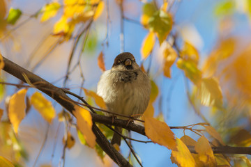 Portrait of a sparrow