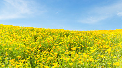 Yellow flower field and blue sky in summer at biei hokkaido japan © Trusjom