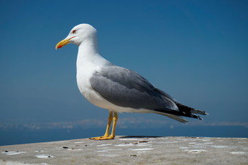 Seagull's closeup.