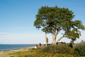 Obraz premium Reetdachkate in den Dünen
