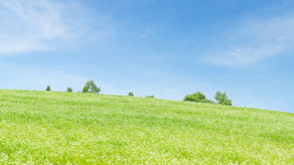 Beautiful green field and blue sky in summer at biei hokkaido japan