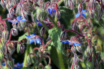 Bee extracting n&eacute;ctar.