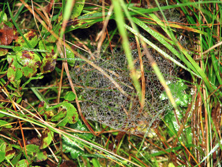 Dew on spider web