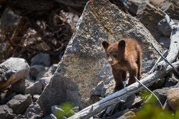  Black Bear Cub © BGSmith