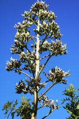 Inflorescence of giant agave agavis auaaua in Namibia, Africa