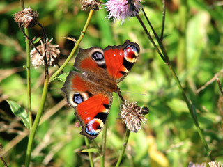 European Peacock