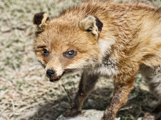 Stuffed fox - taxidermy.