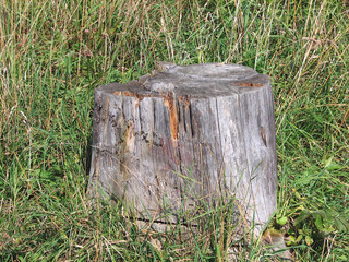 Old stump