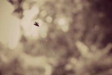  Spider's Legacy