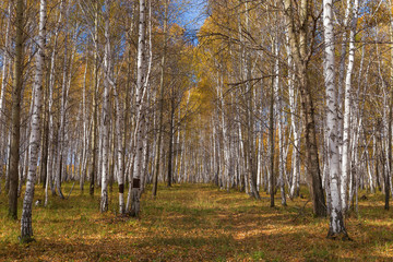 Birch forest in autumn. Rubbing many birches to the sky with yellow foliage. Deciduous forest in autumn. Depths of a forest.