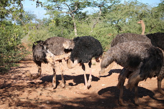 Ostrich herd in Namibia, Africa