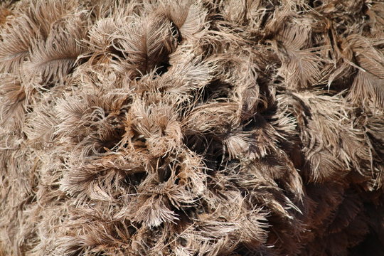 Feathers of the Struthio camelus in Namibia, Africa