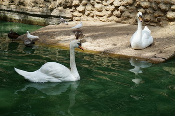 Couple of swans swimming.