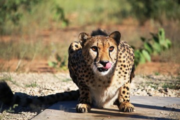 Attacking position of a cheetah, Namibia Africa © ClaraNila