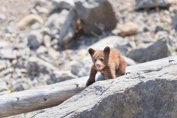  Black Bear Cub © BGSmith