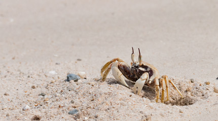 The beautiful crab on the beach