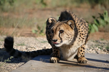 Cheetah in attacking position, Namibia Africa  © ClaraNila