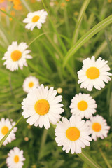 Obraz premium field of daisy flowers, filter effect