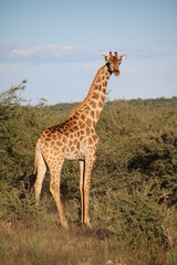 Naklejka na ściany i meble Attentive giraffe in Namibia, Africa