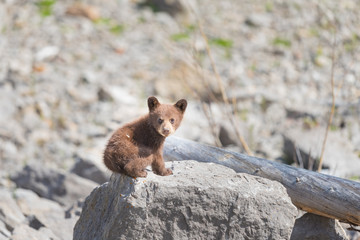 Black Bear Cub © BGSmith
