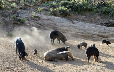 Corsican pigs on the mountain slope © OlegMit