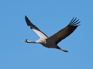 Common crane (Grus grus)