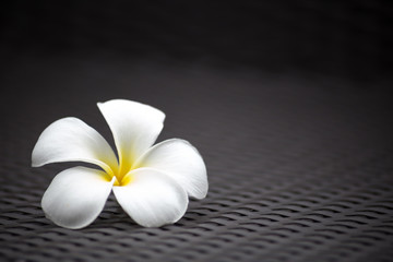 Fototapeta na wymiar White plumeria flower with dark tone pattern background.