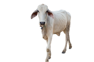 This is a cow on a white background.