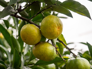 熟れ始めた温州ミカン