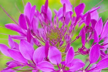 Obraz premium Beautiful flower with detail pollen of Cleome hassleriana spider flower.