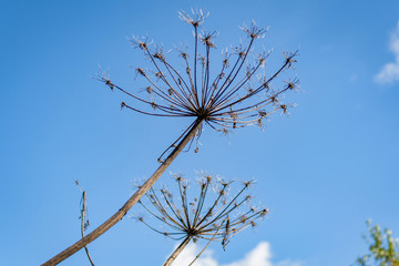 Field plants in warm and sunny autumn day