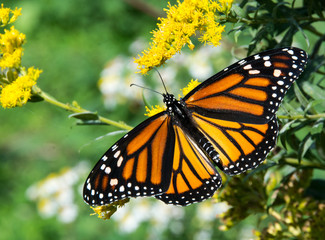 Beautiful Monarch Butterfly/A beautiful Monarch butterfly stretching its wings.