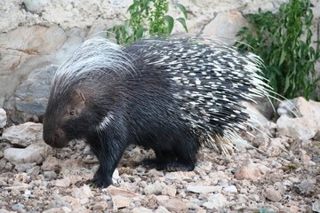 Hystrix cristata in Namibia, Africa