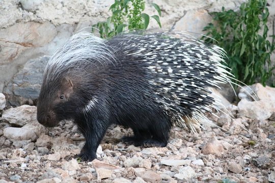 Hystrix Cristata In Namibia, Africa