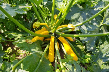 Yellow squash grow in the garden