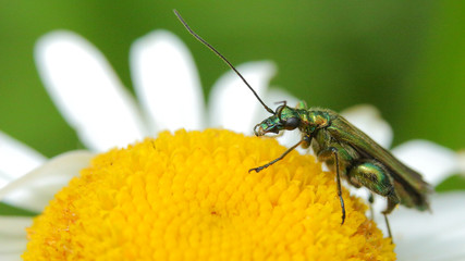 Oedemera
