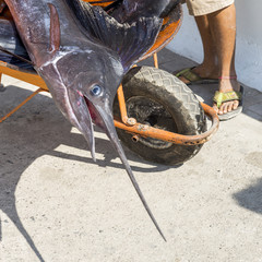 Obraz premium mexix14004