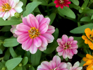 Obraz premium Pink flowers and green leaves background,natural light.